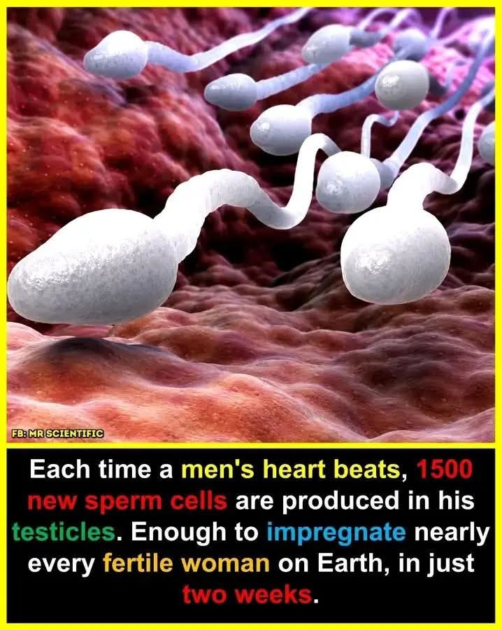 THE SCIENCE BEHIND SPERM PRODUCTION: What Research Really Says